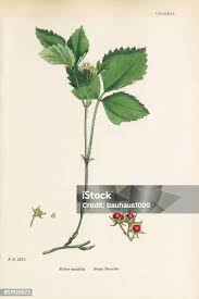 Attēlu rezultāti vaicājumam “Rubus saxatilis flower”