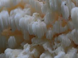 Attēlu rezultāti vaicājumam “Hericium coralloides”