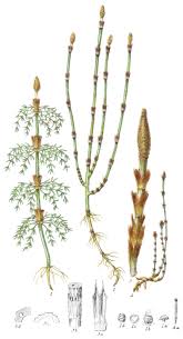 Attēlu rezultāti vaicājumam “Equisetum”