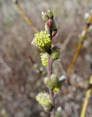 Attēlu rezultāti vaicājumam “Salix repens subsp. rosmarinifolia flower”