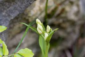 Attēlu rezultāti vaicājumam “Cephalanthera rubra bud”