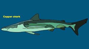 Image result for Carcharhinus brachyurus