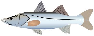 Image result for Centropomus undecimalis