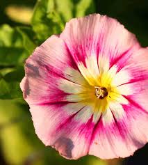 Image result for Convolvulus tricolor
