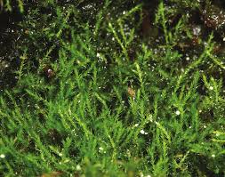 Attēlu rezultāti vaicājumam “Platydictya jungermannioides”