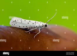 Attēlu rezultāti vaicājumam “Yponomeutidae”