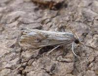 Attēlu rezultāti vaicājumam “Catoptria verellus”