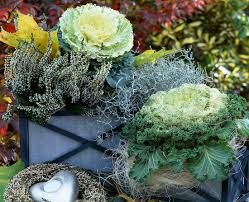 Attēlu rezultāti vaicājumam “Calluna vulgaris bud”