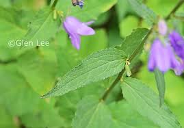 Attēlu rezultāti vaicājumam “Campanula rapunculoides leaf”