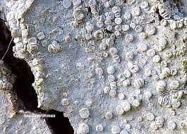 Attēlu rezultāti vaicājumam “Lecanora albella”