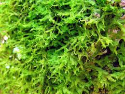 Attēlu rezultāti vaicājumam “Metzgeria violacea”