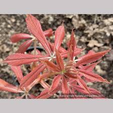 Attēlu rezultāti vaicājumam “Aesculus x neglecta”