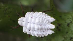 Attēlu rezultāti vaicājumam “Orthezia urticae”