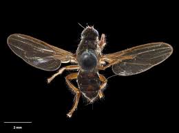 Attēlu rezultāti vaicājumam “Musca domestica”