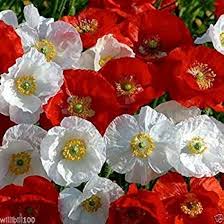 Image result for Papaver rhoeas 'Shirley'