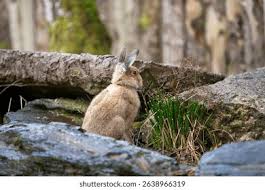 Attēlu rezultāti vaicājumam “Lepus timidus”