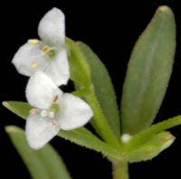 Attēlu rezultāti vaicājumam “Galium trifidum”