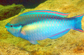 Image result for Scarus taeniopterus