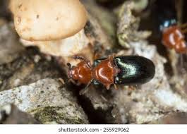 Attēlu rezultāti vaicājumam “Triplax aenea”