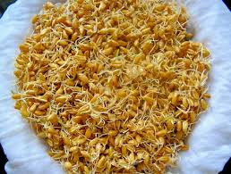 Wheat, sprouted