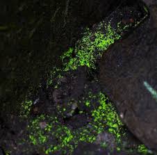 Attēlu rezultāti vaicājumam “Schistostega pennata”