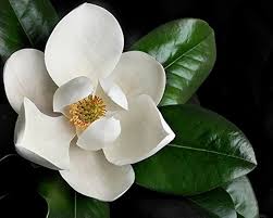 Attēlu rezultāti vaicājumam “Magnolia”