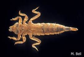 Attēlu rezultāti vaicājumam “Gomphidae”