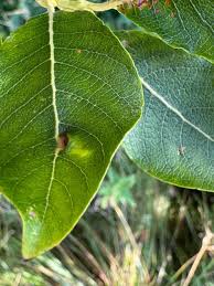 Attēlu rezultāti vaicājumam “Euura pedunculi”