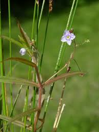 Attēlu rezultāti vaicājumam “Veronica scutellata flower”