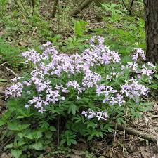 Attēlu rezultāti vaicājumam “Cardamine bulbifera leaf”