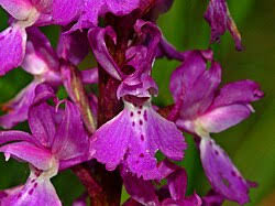Attēlu rezultāti vaicājumam “Orchis mascula flower”