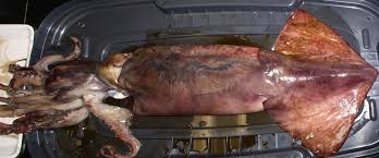 Image result for Dosidicus gigas