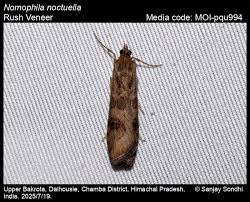 Attēlu rezultāti vaicājumam “Nomophila noctuella”