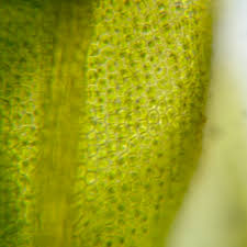 Attēlu rezultāti vaicājumam “Leskea polycarpa”