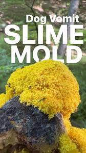 Attēlu rezultāti vaicājumam “Fuligo septica var. rosea plasmodium”