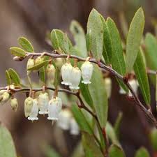 Attēlu rezultāti vaicājumam “Ericaceae”