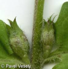 Attēlu rezultāti vaicājumam “Melampyrum nemorosum leaf”