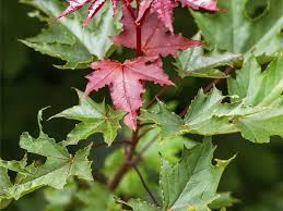 Attēlu rezultāti vaicājumam “Acer pseudoplatanus fo. purpurascens”