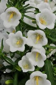 Image result for Campanula medium