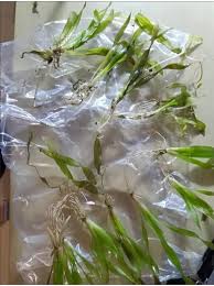 「扭蘭」的圖片搜尋結果