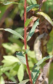 Attēlu rezultāti vaicājumam “Hieracium umbellatum bud”