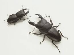 Attēlu rezultāti vaicājumam “Lucanidae”