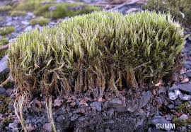 Attēlu rezultāti vaicājumam “Campylopus introflexus”