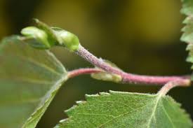 Attēlu rezultāti vaicājumam “Betula pubescens leaf”