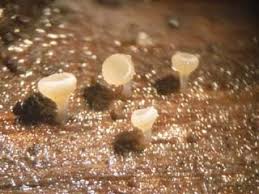 Attēlu rezultāti vaicājumam “Lachnum corticale”