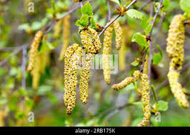 Attēlu rezultāti vaicājumam “Betula humilis male flower”