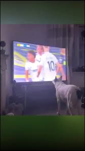 Image result for Leeds Mad Dogs