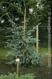 Attēlu rezultāti vaicājumam “Pseudotsuga menziesii var. glauca”