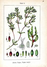 Attēlu rezultāti vaicājumam “Najas marina leaf”