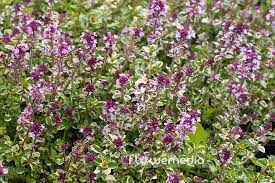 Attēlu rezultāti vaicājumam “Thymus pulegioides fruit”